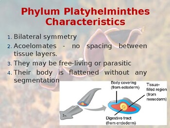 Ppt phylum platyhelminthes fonálférgek. Fereghajto lonak