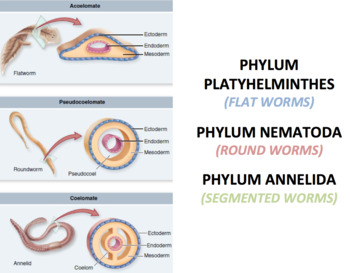 phylum platyhelminthes nematoda annelida