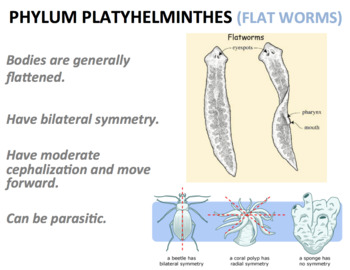 phylum platyhelminthes nematode și annelida