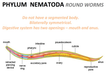 Phylum platyhelminthes nematoda annelida, Phylum platyhelminthes nematoda annelida