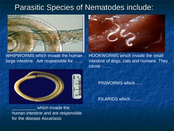 phylum platyhelminthes nematode și annelida