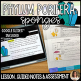 Phylum Porifera Sponges Lesson Guided Notes and Assessment