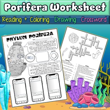 Preview of Phylum Porifera (Sponges) Worksheet | Coloring | Drawing | Crossword