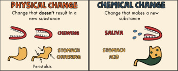 digesting food chemical change