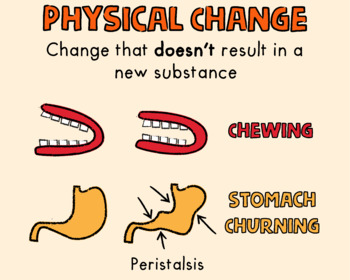 Physical Changes in the Digestive System by Lobster Learn | TpT