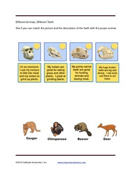 Physical Characteristics of Animals by OnBoard Academics | TPT
