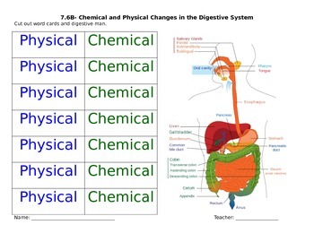 Preview of Physical/ Chemical Reactions in the Digestive System