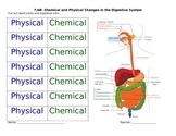 Physical/ Chemical Reactions in the Digestive System