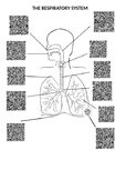 Physical Education: Human Body Respiratory System QR Code 