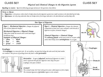 Preview of Physical and Chemical Changes in the Digestive System