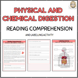 Physical and Chemical Digestion Comprehension Worksheet an