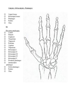Physiology - Bone Coloring Review HW (Upper Limb) by Paige Reed