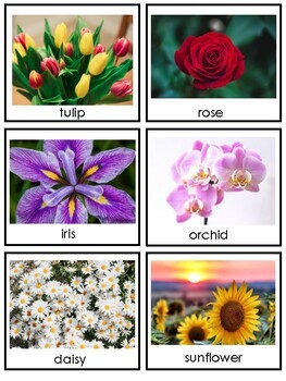 Flower Flowers | Picture Cards Science Center Preschool Kindergarten ...