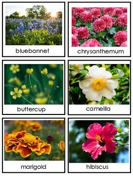 Flower Flowers | Picture Cards Science Center Preschool Kindergarten ...