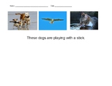 Picture and Sentence Matching - Match the picture to the c