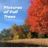 Pictures of Fall Trees