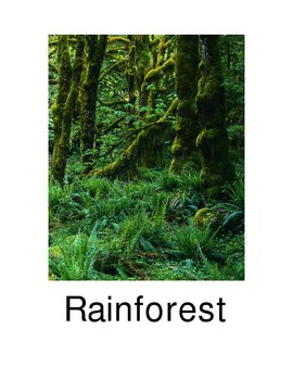 Preview of Pictures of animals in the rainforest