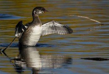 Preview of Pied-billed Grebe (Podilymbus podiceps) flexing wings stock photo.