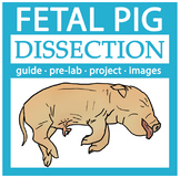 Pig Dissection Pre-Lab, Guide, and Illustrated Images