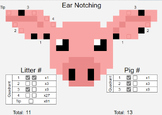 Pig Ear Notching Guide - Interactive
