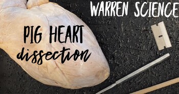 Preview of Pig Heart Dissection Video & Student Lab Sheet