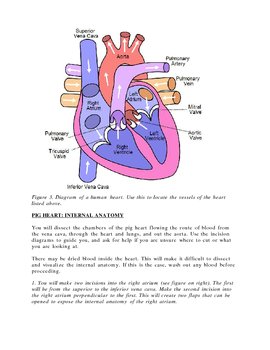 Pig heart dissection guide by Keith Metzger | Teachers Pay Teachers