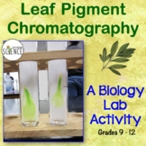Leaf Pigment Paper Chromatography Photosynthesis Lab