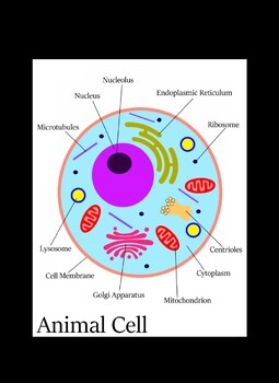 Pin the Organelles on the Cell by Fish Fam Homeschoolers | TpT