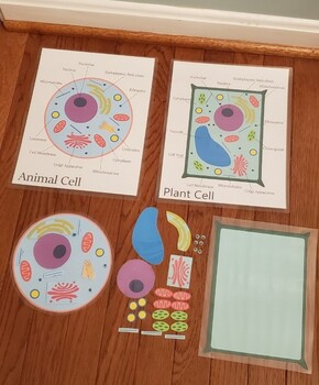 Preview of Pin the Organelles on the Cell