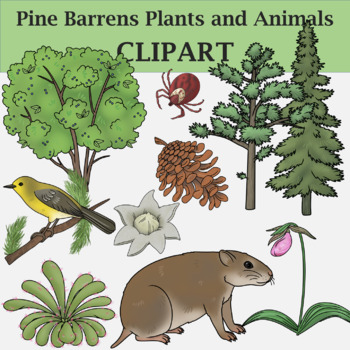 Pine Barrens Plants and Animals - Ecosystem Clip Art by The Naturalist