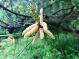 Pine Catkins (Stock Photo Images)