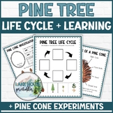 Pine Cone Research: Pine Tree Investigation and Life Cycle