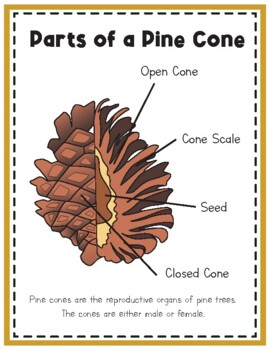 Parts of a Pine Cone Worksheets - Superstar Worksheets