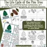 Pine Tree Life Cycle Activities, Crafts, and Printables