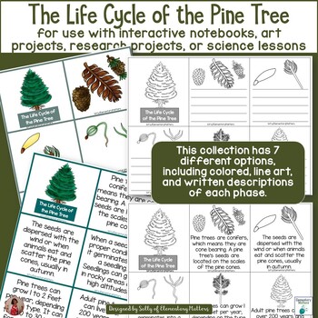 Preview of Pine Tree Life Cycle Activities, Crafts, Worksheets & Printables - Plant LIfe