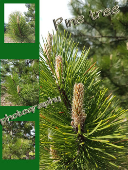 Preview of Pine tree-4 photography in jpg&4 in pdf Adobe formats