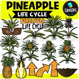 Pineapple Life Cycle Clip Art Set {Educlips Clip Art}