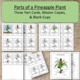 Pineapple Plant Work Montessori Homeschool Preschool Science