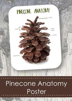 Pinecone Anatomy 8x10" Poster- Montessori- Parts of a Pinecone | TpT
