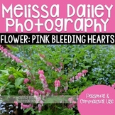 Pink Bleeding Hearts Photograph