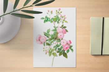 Pink Rose Vintage Botanical Illustration, Vintage Flower by Aneta Design