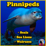 Seals, Sea Lions, and Walruses: Pinnipeds - PowerPoint & A