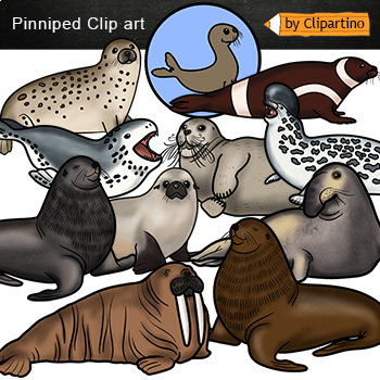 Preview of Pinnipeds seals Clip art/ Sea animals clipart Commercial use