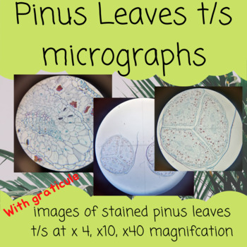 Preview of Pinus Leaves t/s micrograph with graticule