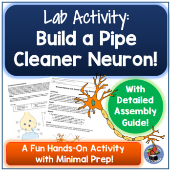 Preview of Build a Pipe Cleaner Neuron Lab Activity