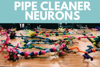 Preview of Pipe Cleaner Neurons Worksheet | AP Psychology