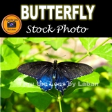 Pipevine Swallowtail Butterfly Stock Photos #279 and #280