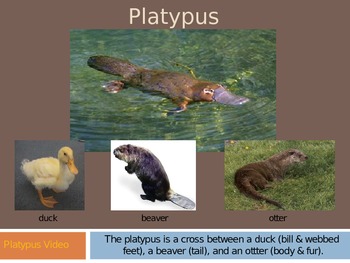Preview of Plaidypus Lost Platypus Powerpoint