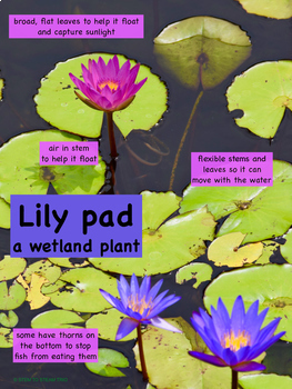 plant posters adaptations adaptation preview