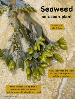 posters adaptations plant plants teacherspayteachers preview adaptation ocean poster kids